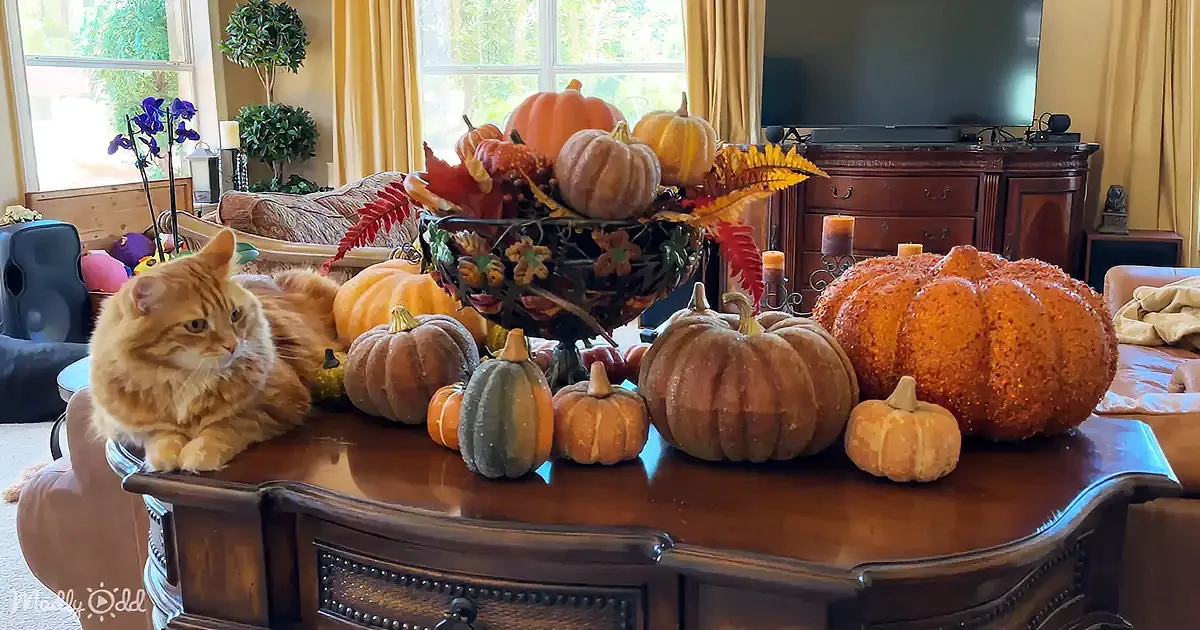 An orange cat lounges on a wooden table adorned with autumnal pumpkins and foliage.