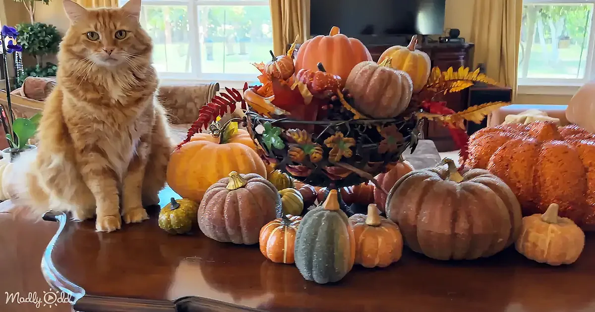An orange cat sits on a table surrounded by autumnal pumpkins and fall foliage.