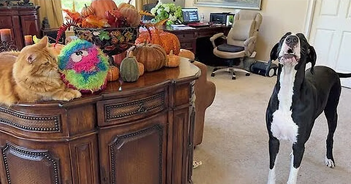 An orange cat sits on a wooden dresser, looking at a colorful plush toy, while a black and white dog stands nearby...