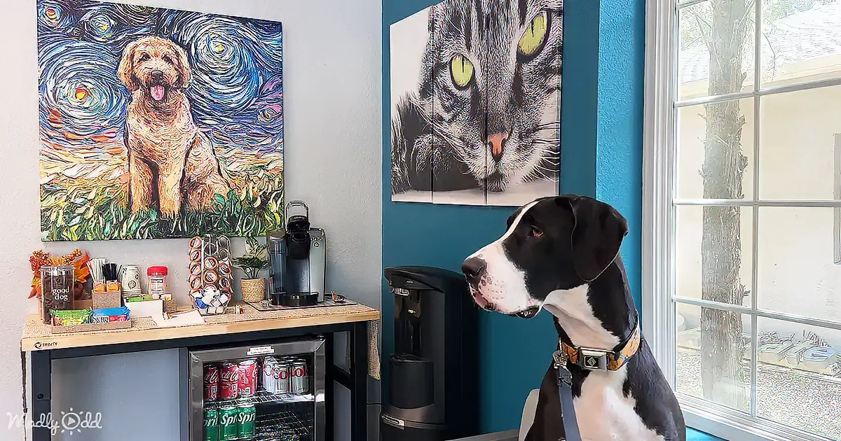 A black and white dog sits near a window, looking out, with a coffee station and pet-themed artwork in the background.