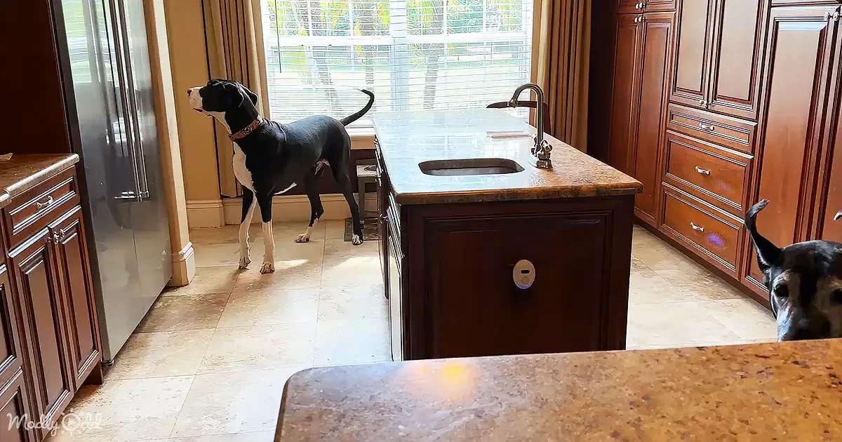 A black and white dog stands near a kitchen window, looking up, while another dog sits on the floor nearby.