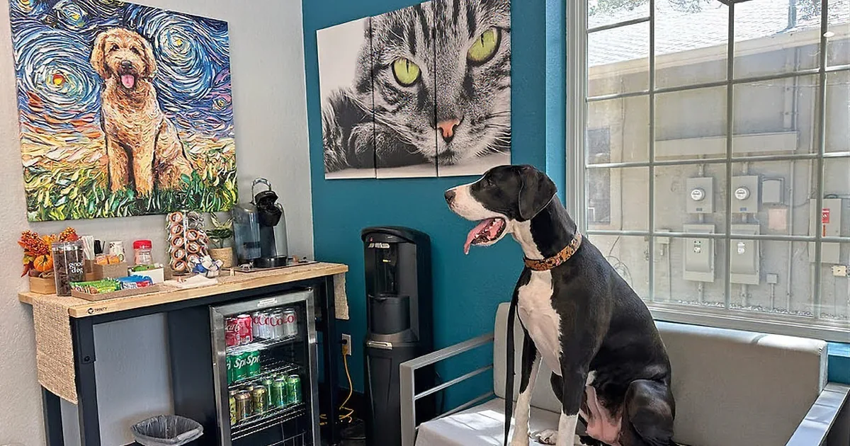 Great Dane's Fun-Filled Road Trip Ends in a Happy but Unexpected Twist