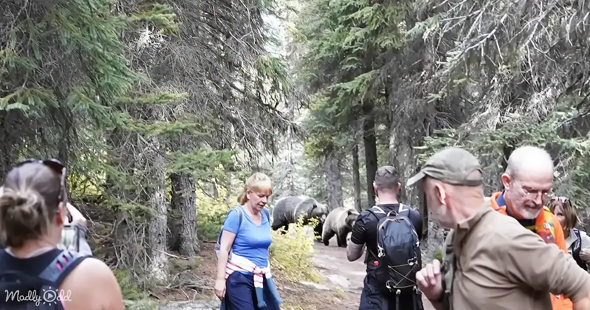 Grizzly Pair Stalks Hikers for Tense yet Awe-Inspiring 20 Minutes