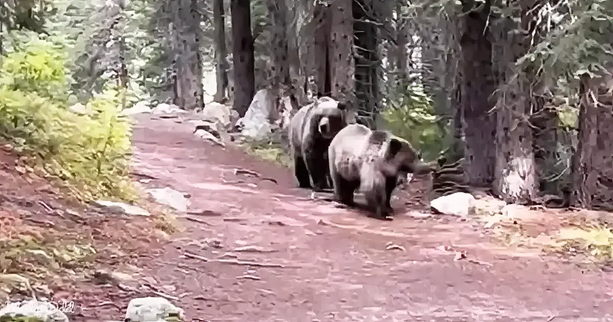 Two bears walk on a forest trail, surrounded by tall trees and rocks.