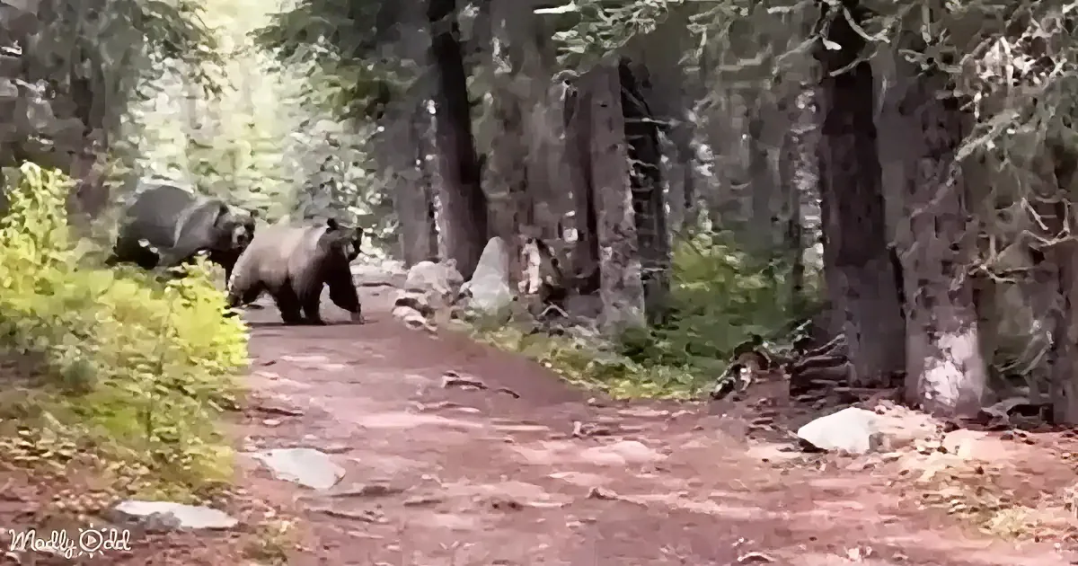 Two bears walk on a forest path surrounded by tall trees and greenery.