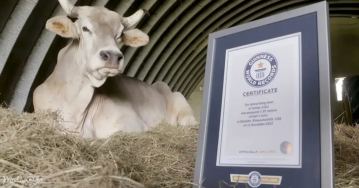 A cow rests on hay beside a Guinness World Records certificate for the tallest living steer, Tommy, at 1.57 meters.