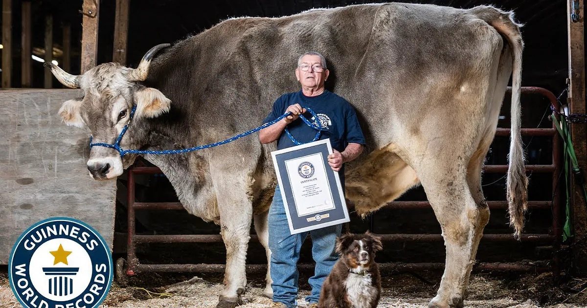 Massachusetts Steer Towers at 6 Feet 1 Inch to Claim World's Tallest