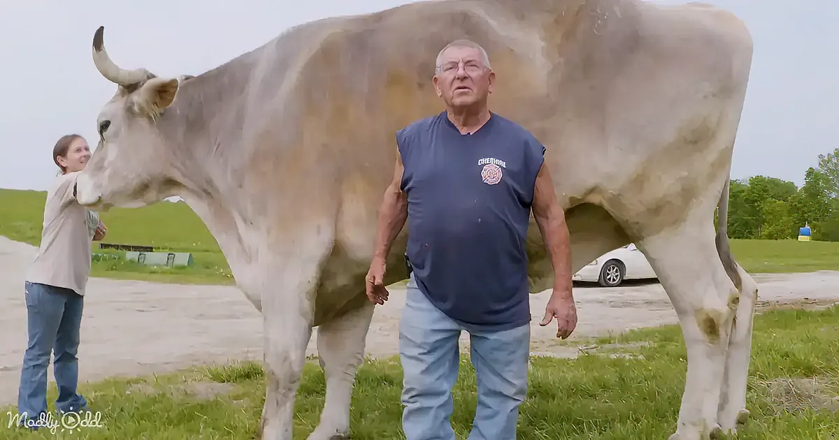 A man holds a Guinness World Record certificate next to a large cow, with a dog sitting nearby.