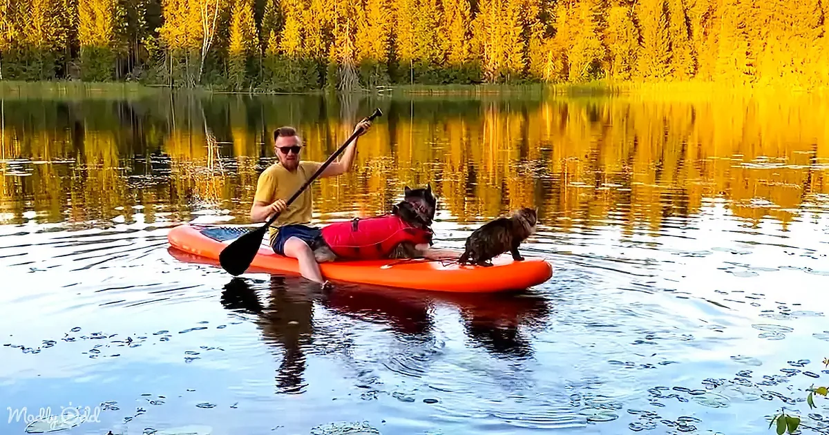 A man paddleboards with a dog and cat on a serene lake, surrounded by golden trees.