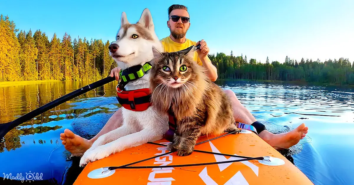 Cat and Huskies Turn Lake Into Paddleboard Paradise