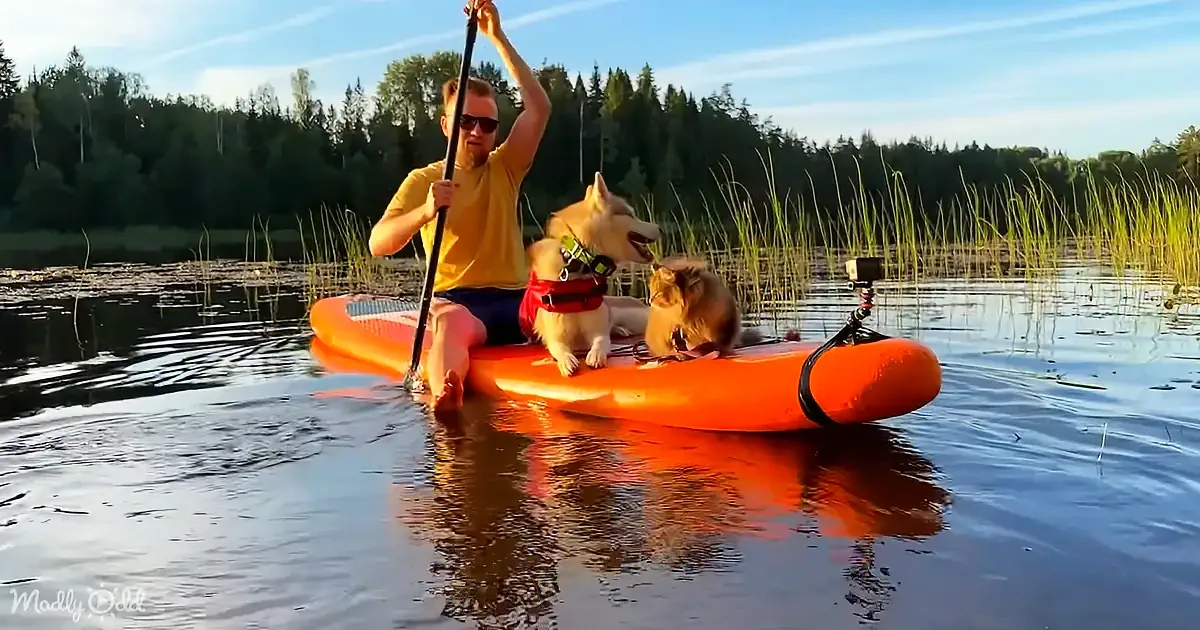 A man paddles an orange kayak with two dogs, one wearing a red harness, on a calm lake surrounded by reeds and trees.