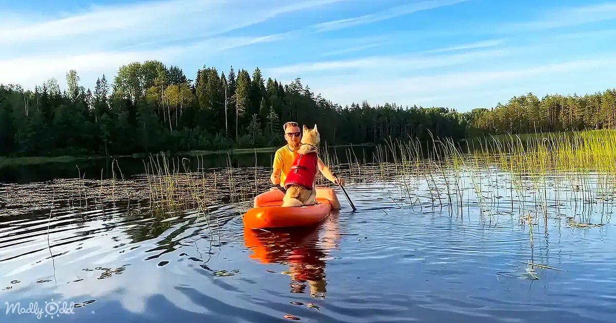 A man paddles an orange kayak with a dog wearing a red life vest on a calm lake surrounded by reeds and trees.