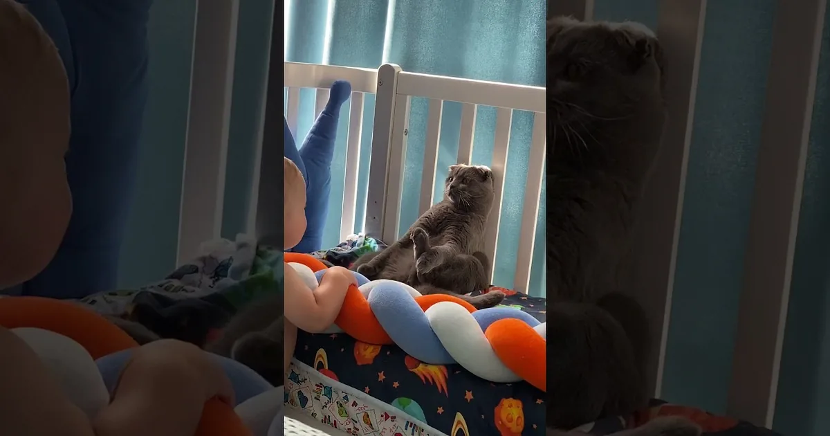 Quick-Thinking Cat Freezes to Dodge Baby on the Move