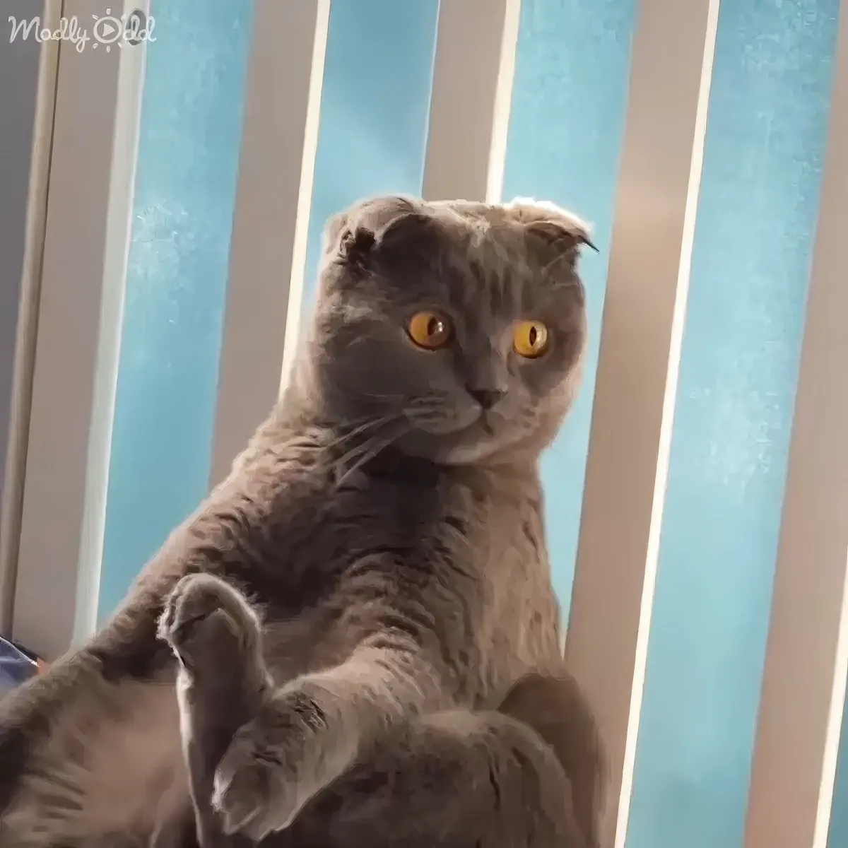 A gray Scottish Fold cat with large yellow eyes is perched on a surface, looking up with its front paws raised.