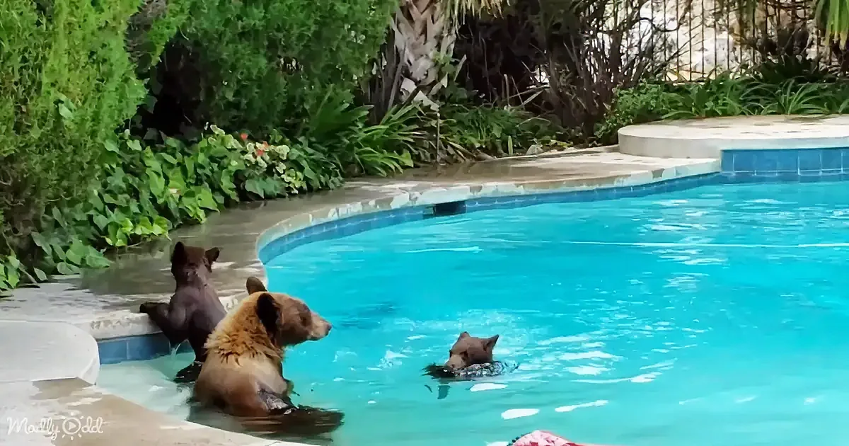 Three bears, one adult and two cubs, are swimming and lounging in a pool surrounded by lush greenery.