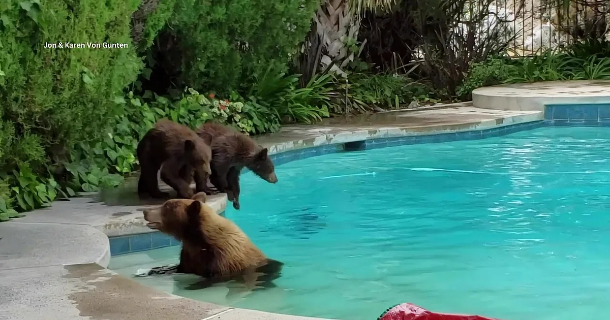 Bear Family Delights With Playful Poolside Visit