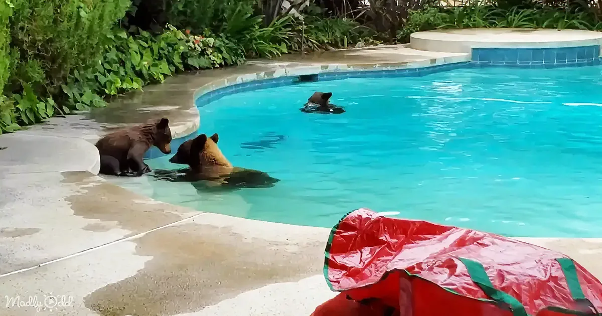 Three bears, two in a pool, one on the edge, surrounded by greenery and a red object.