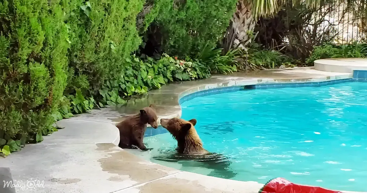 Two bears, one adult and one cub, are interacting in a swimming pool surrounded by lush greenery.