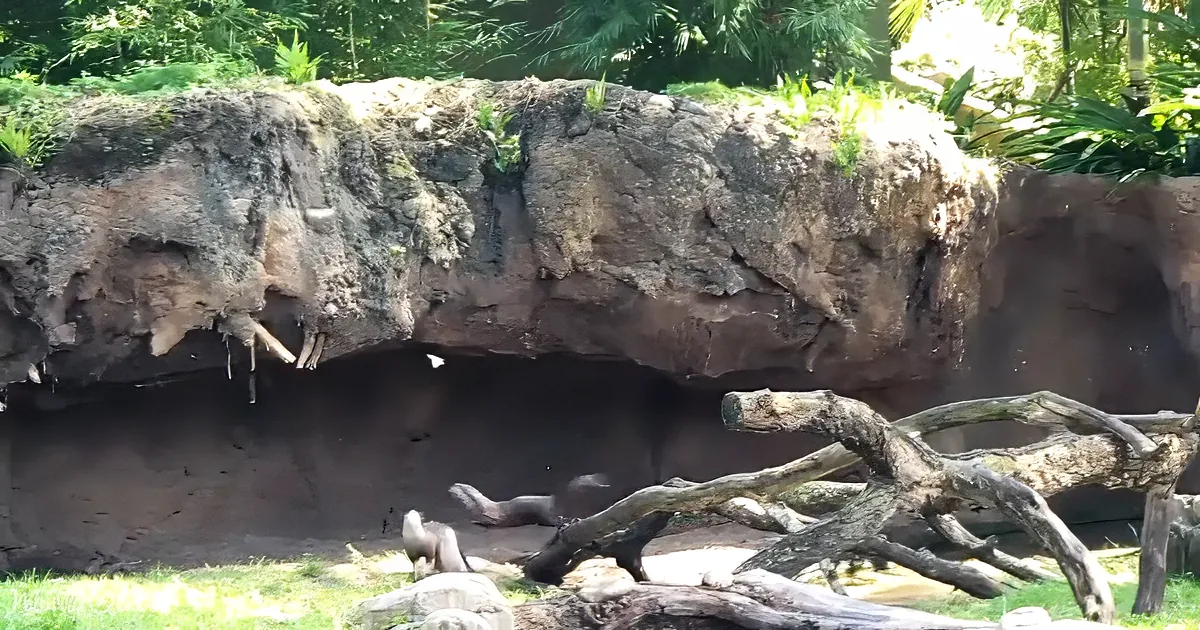A large, rocky cave with a tree branch in front, surrounded by lush greenery.