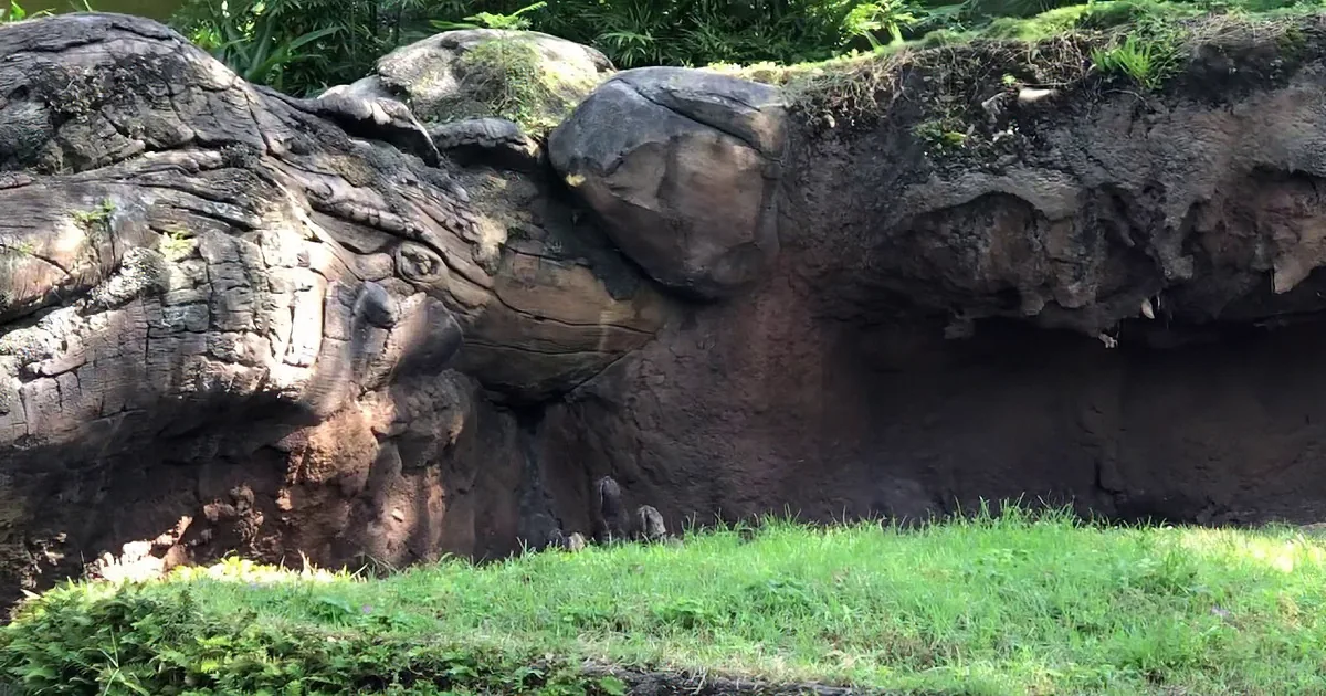 Otters Chasing a Butterfly Is the Cuteness Overload You Need