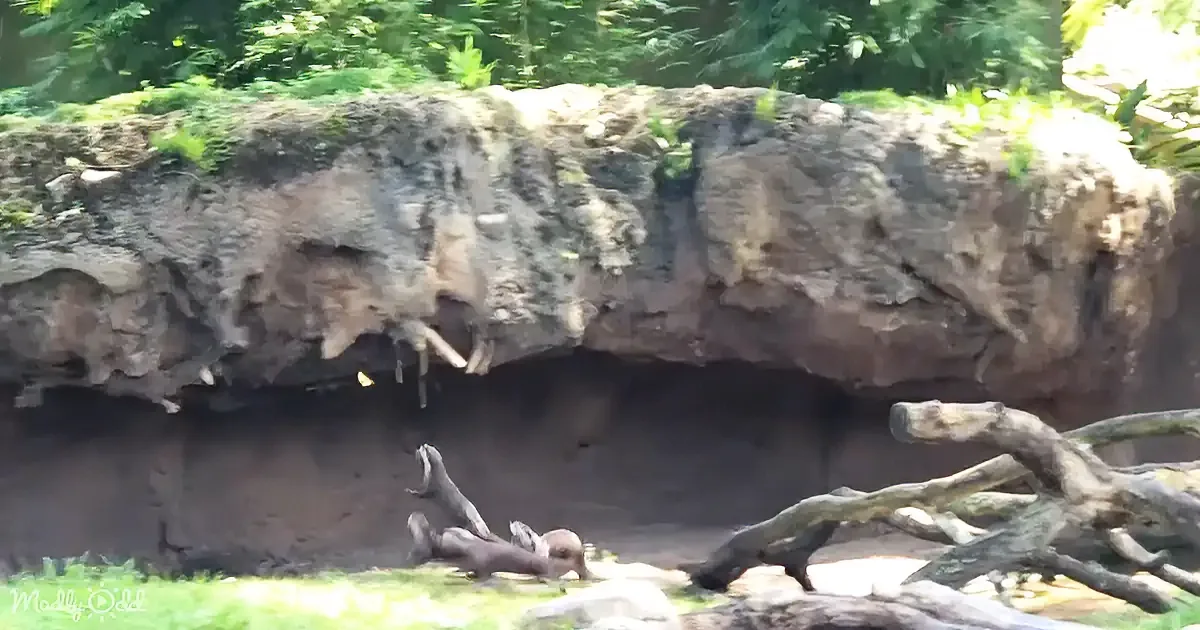 Two elephants are partially visible, one hanging from a rocky overhang, the other on the ground below.