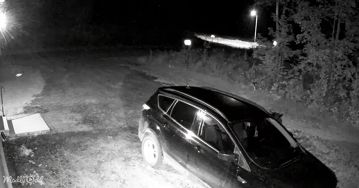 A black bear sits beside a car with its headlights on in a dimly lit outdoor area.