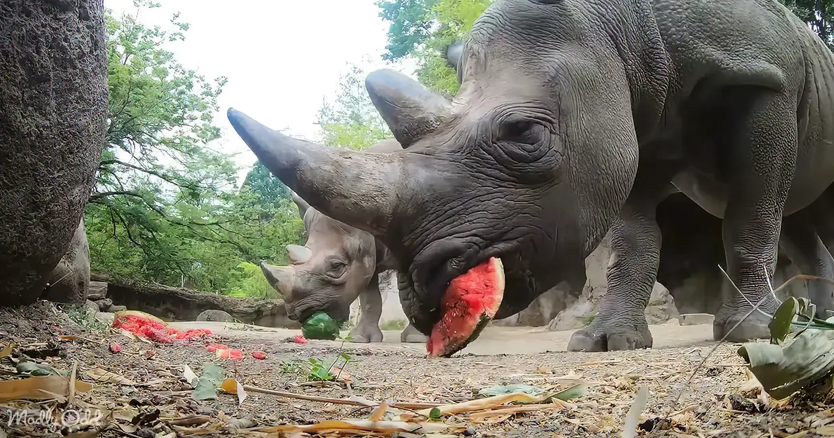 Rhinos Relish Juicy Watermelons in This Refreshing Tale