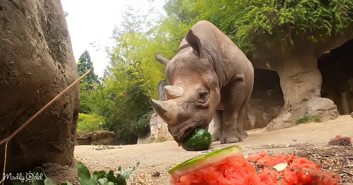 A rhinoceros is eating watermelon in a zoo enclosure with trees and rocks in the background.