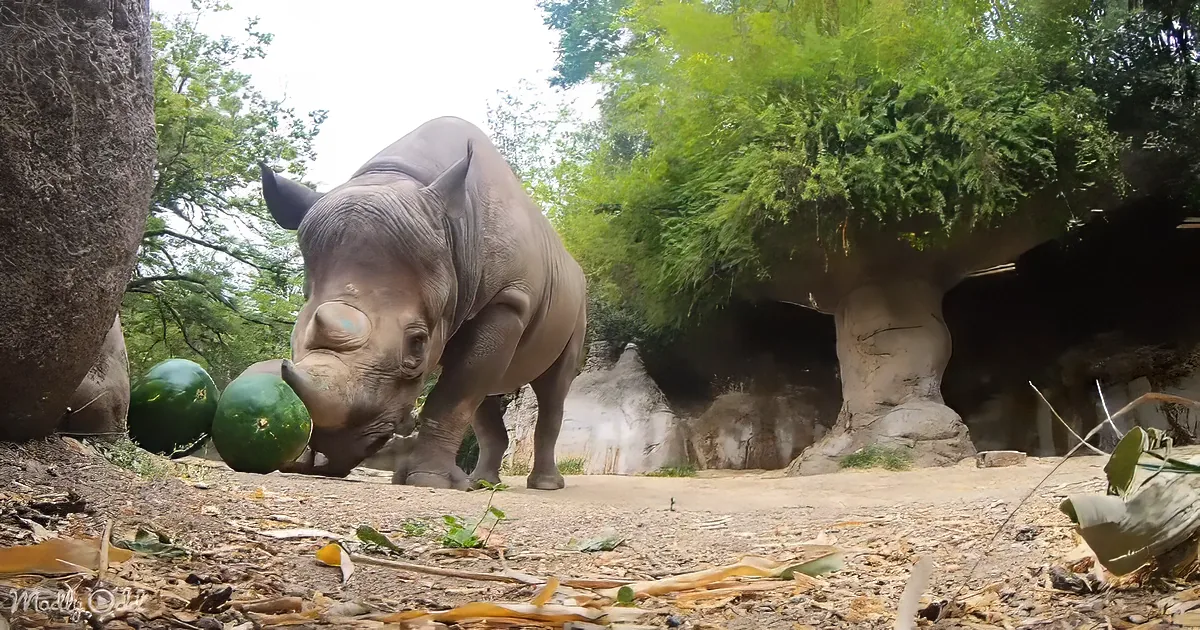 A rhinoceros stands near a cave, surrounded by greenery and pumpkins on the ground.