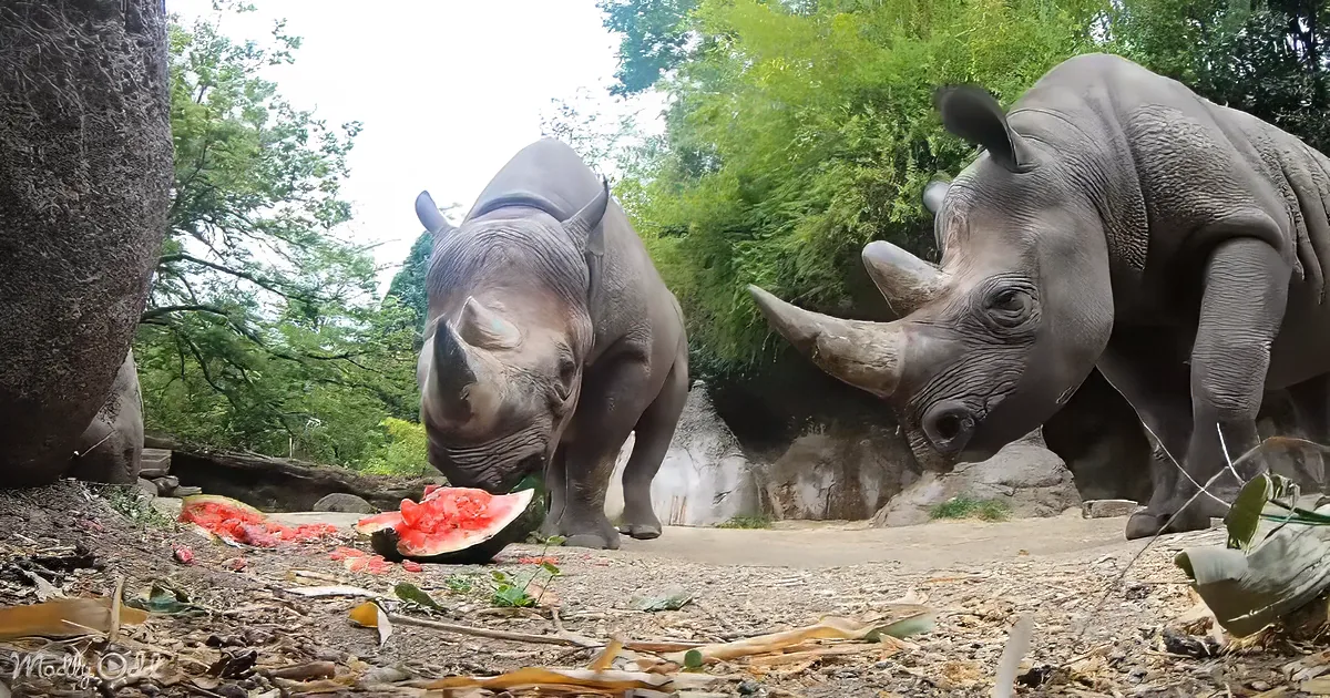 Two rhinos approach a watermelon on the ground in a naturalistic setting.