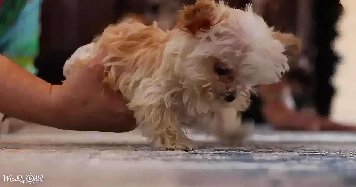 A fluffy, white and brown puppy is being held by a person's hand on a patterned floor.