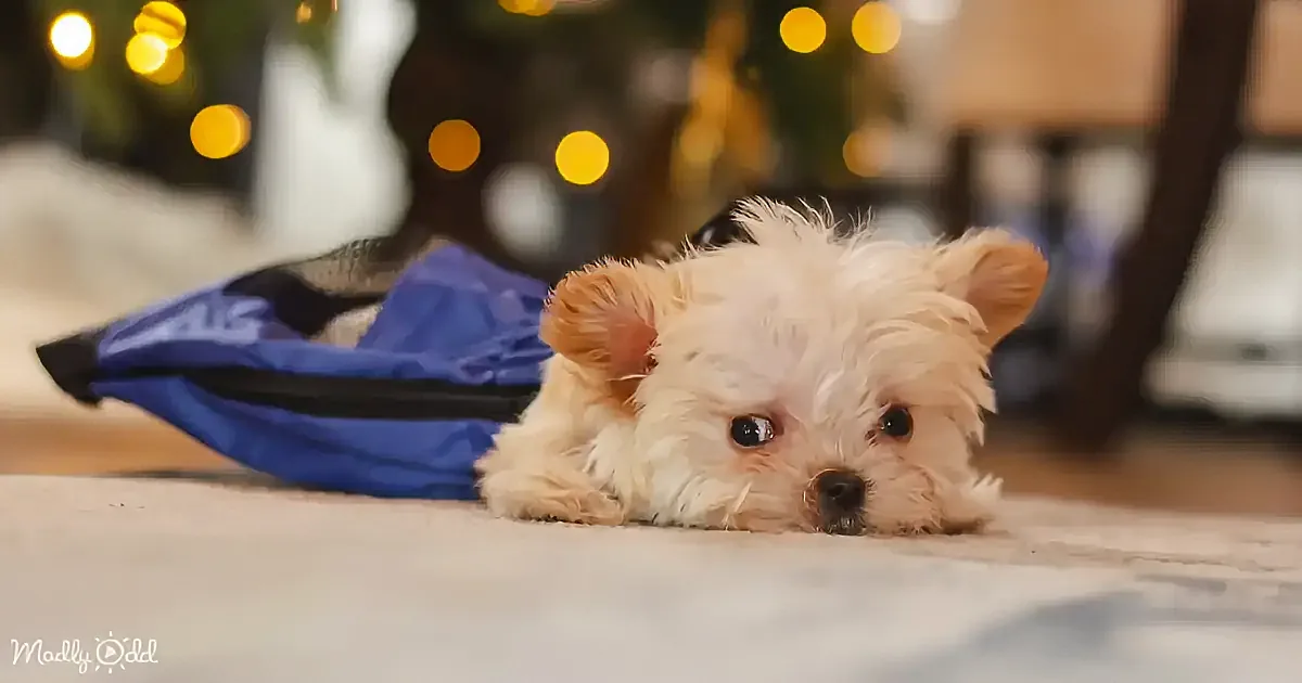 A fluffy white dog with brown ears lies on a blue bag, gazing up with a curious expression.