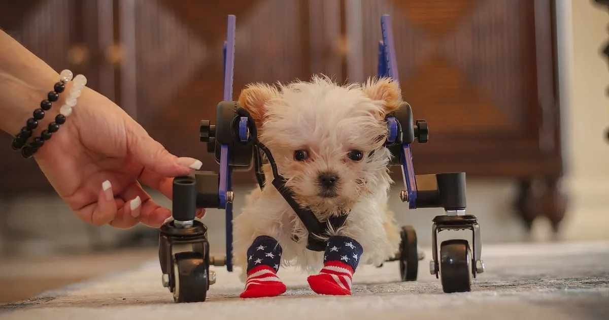 Bob Barker's Generous 70m Fortune Goes to Furry Friends