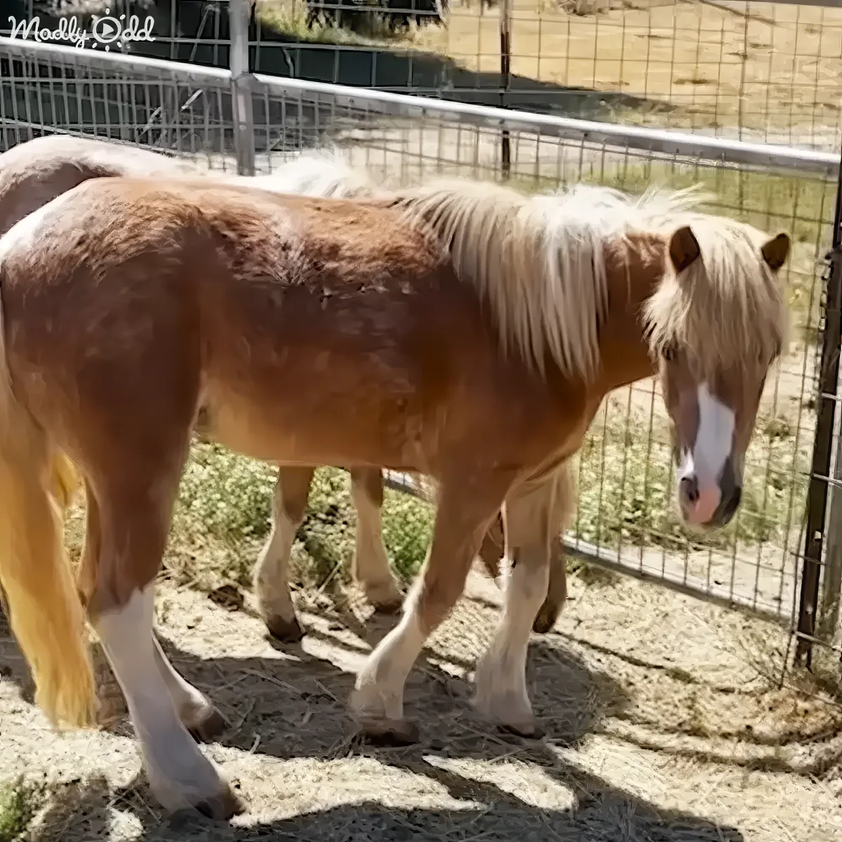 A light brown horse with a white mane and markings stands in a fenced enclosure, looking to the side.