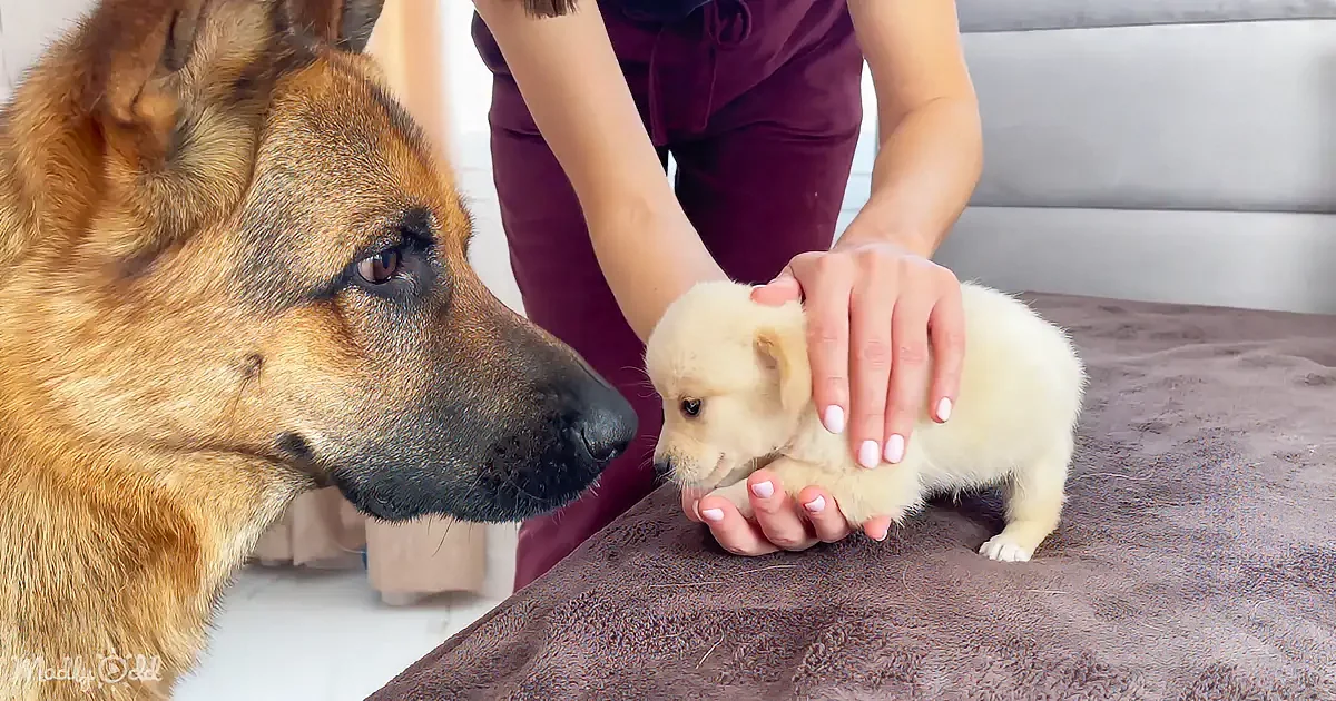 A German Shepherd dog observes a person gently holding a small, light-colored puppy on a brown surface.