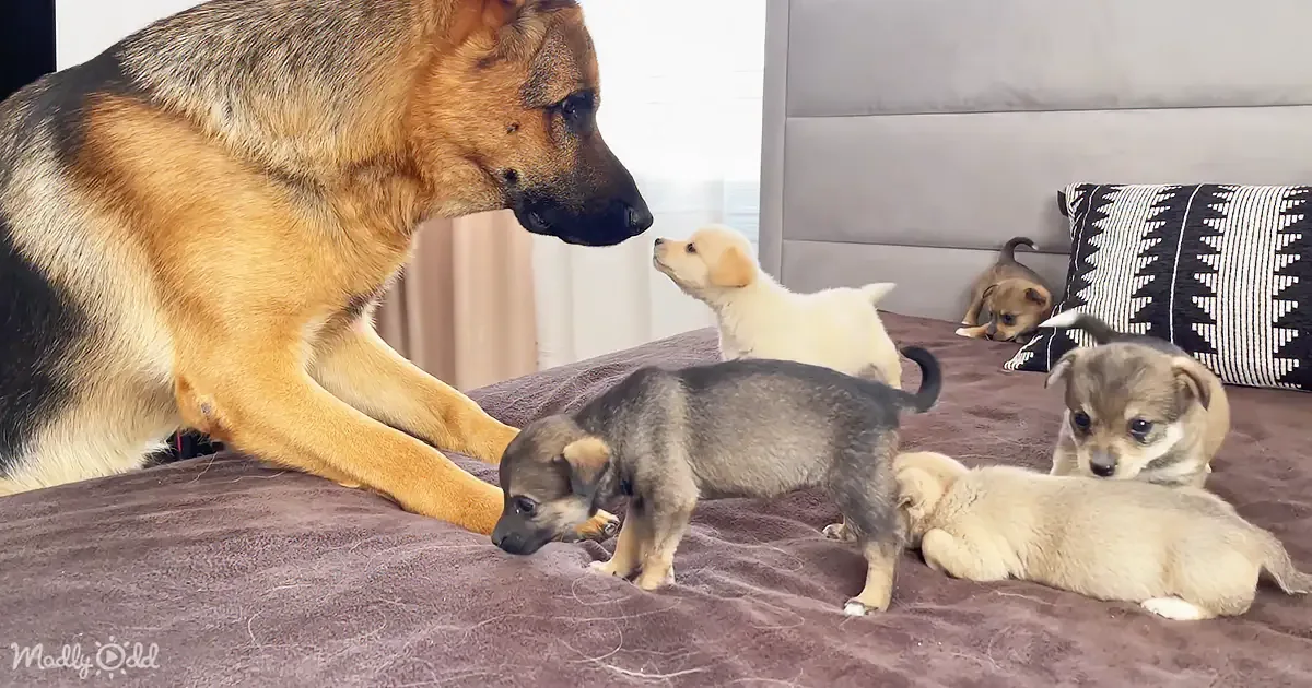 German Shepherd's Joy-Filled Debut With Pint-Sized Pups Captivates 25 Million