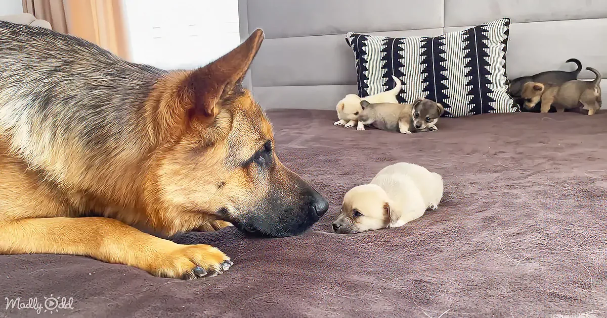 A German Shepherd lies on a bed, gazing at a small, light-colored puppy, with other puppies in the background.