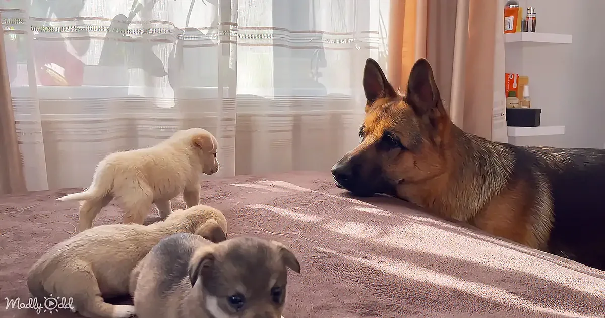 A German Shepherd lies on a bed, observing two puppies, one white and one gray, in a cozy room with sunlight streaming...
