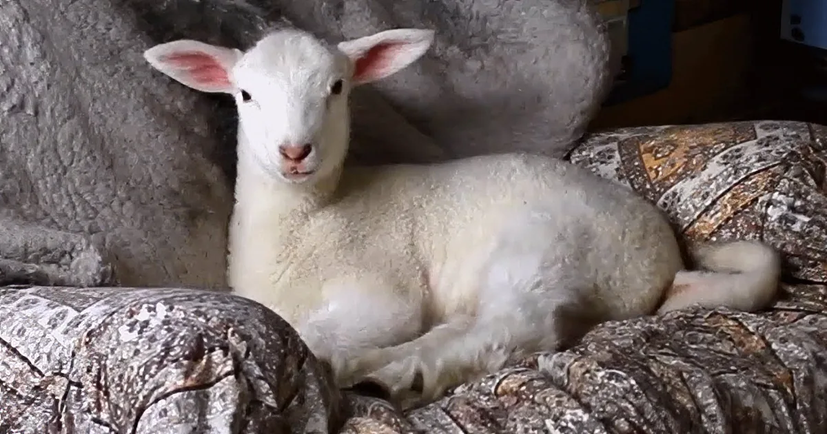 Lonely Lamb Finds His Dream Dad and Our Hearts Can''t Take It