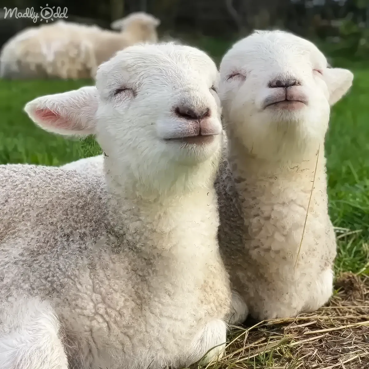 Two adorable white lambs with closed eyes and content expressions rest on grass, creating a serene pastoral scene.