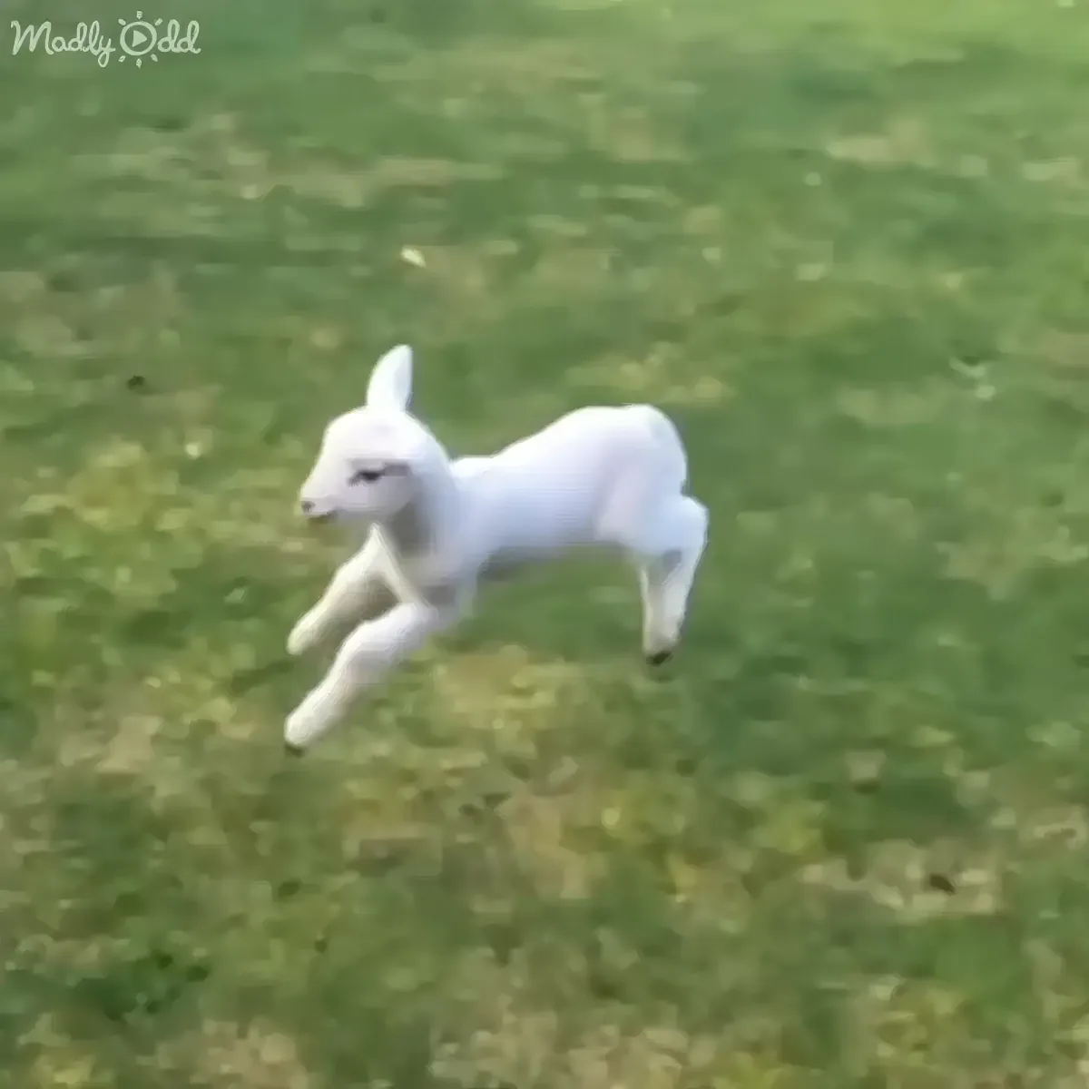 A white lamb runs across a grassy field, appearing to leap with its front legs extended.