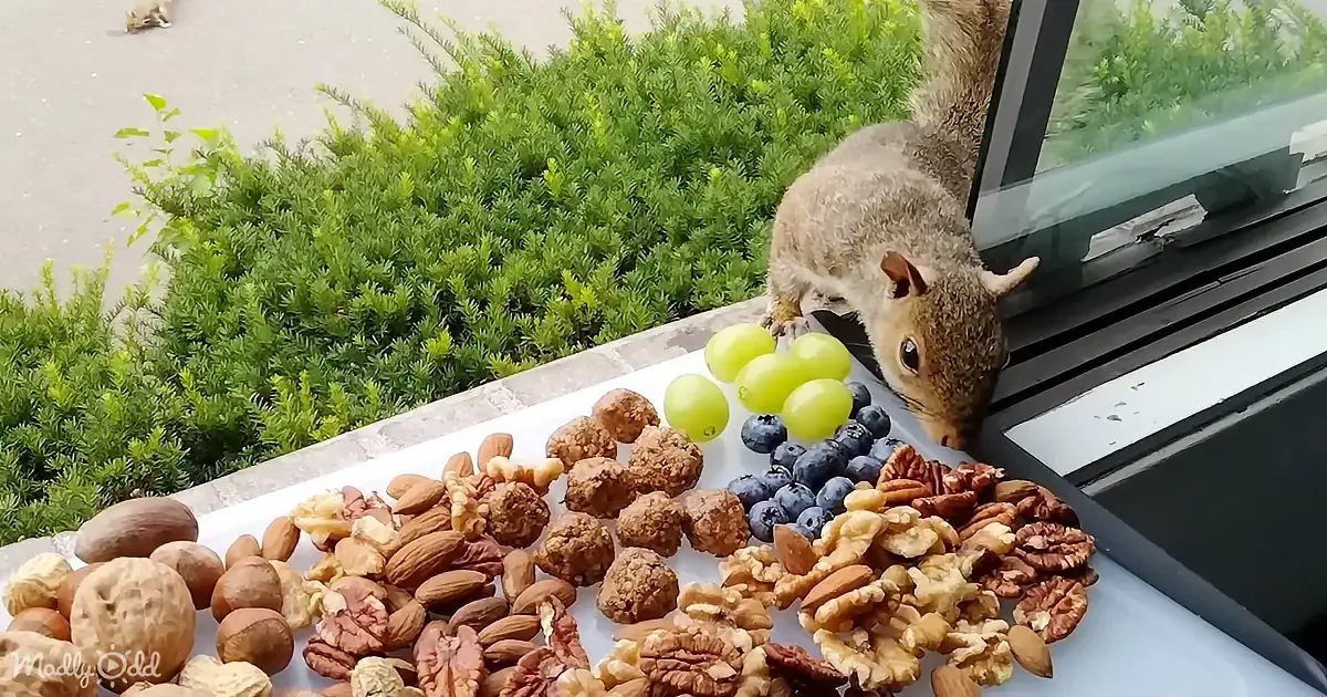 A curious squirrel investigates a tray of assorted nuts and grapes on a windowsill.