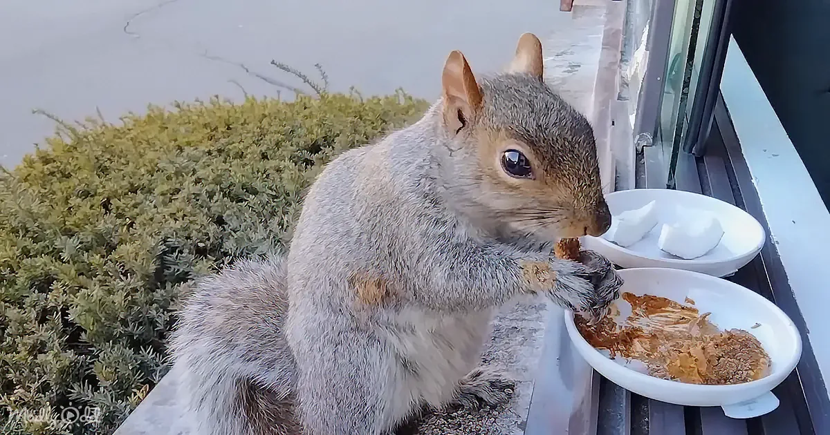A squirrel is eating from a bowl of food on a balcony, with another bowl of food and bushes in the background.