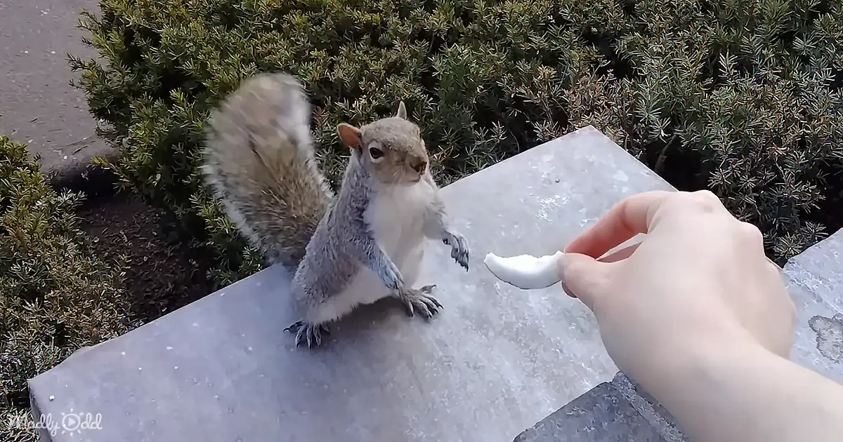 A squirrel sits on a stone ledge, watching a hand offering food.