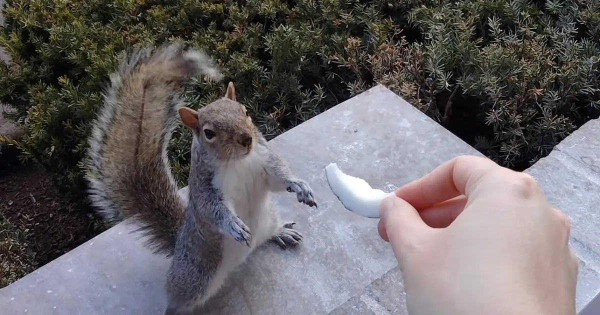 Woman Turns Home Into Squirrel Haven and Dubbed 'The Wildlife Drive-Thru'