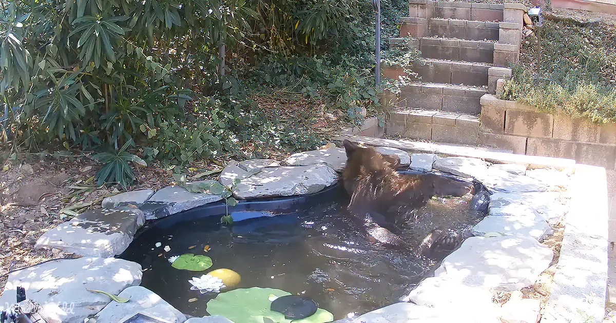 A bear is partially submerged in a small pond surrounded by rocks and greenery.