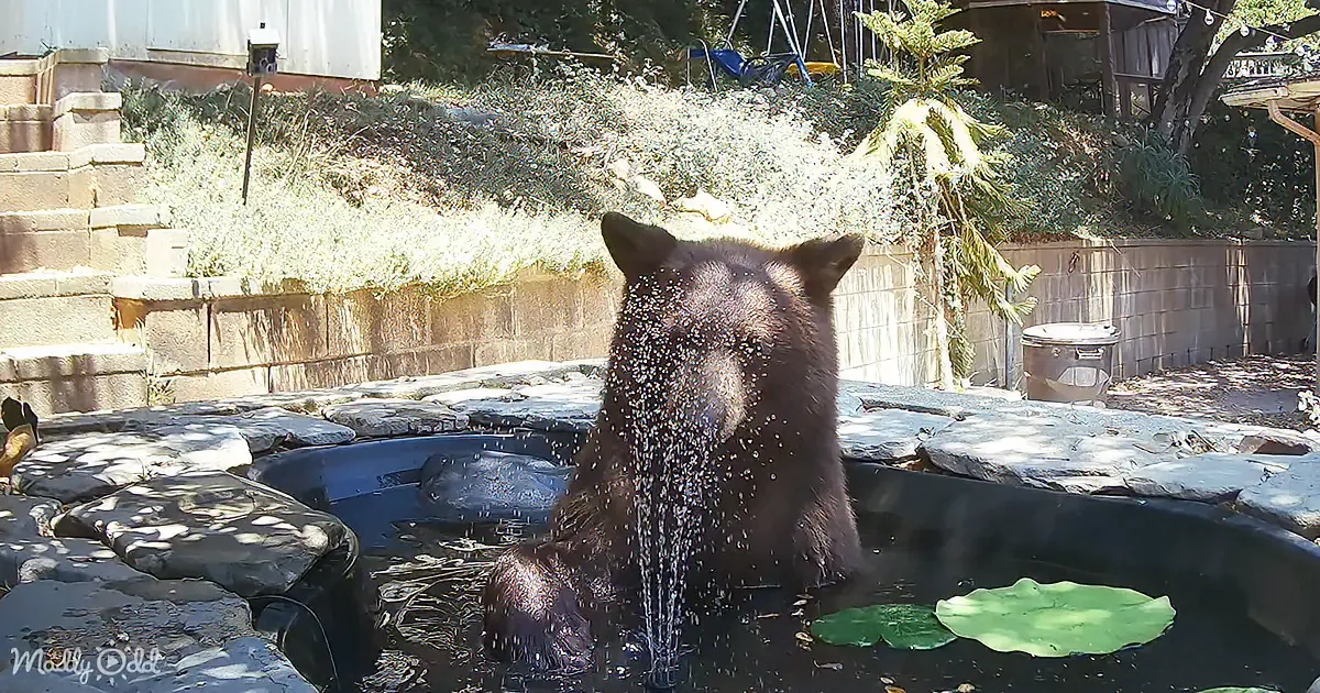 A black bear stands in a pond with water lilies, surrounded by a stone wall and greenery.