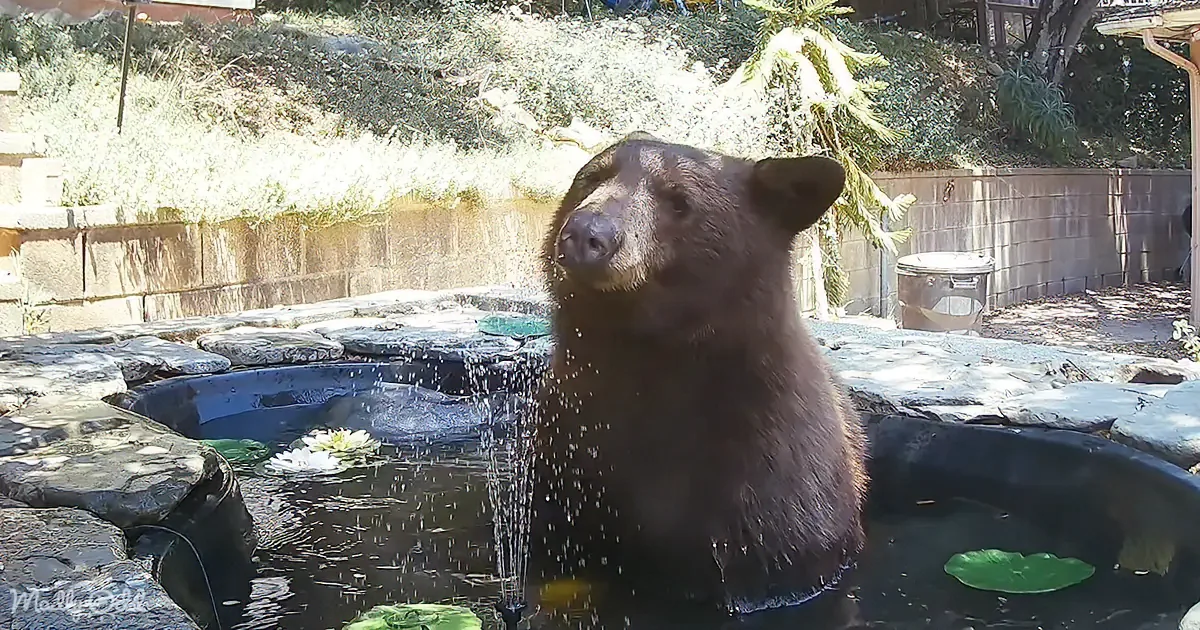 Bear's Comical Battle With Homeowner's Fountain Ends in Victory Dance