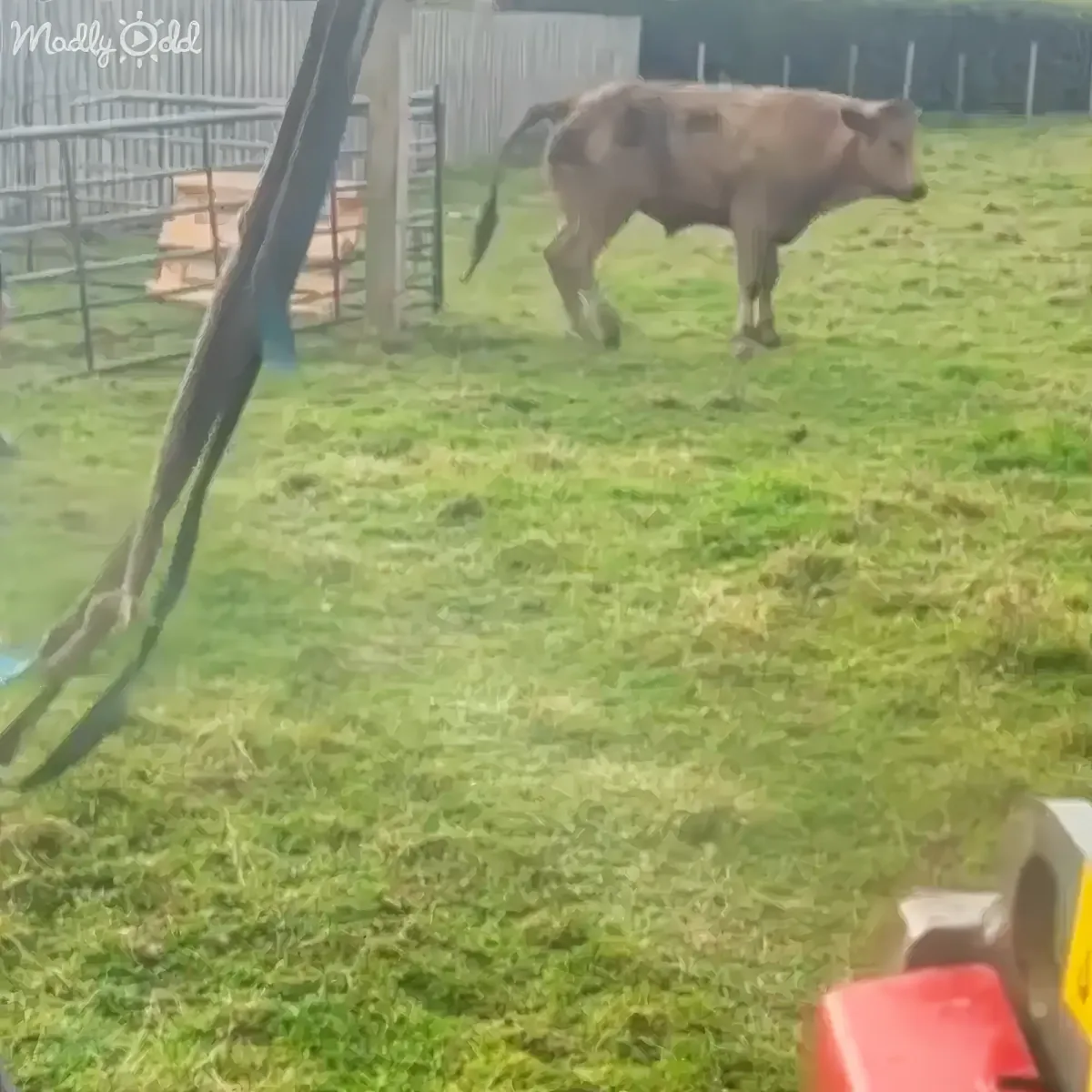 A cow stands in a grassy field near a fence, with a red object in the foreground.