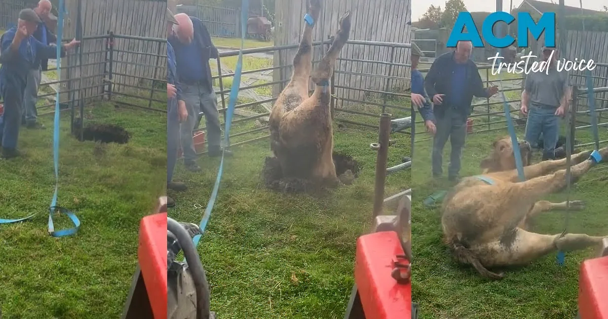 Daring Farmer Hoists Bull From Sinkhole With Winch and Nets 2 Million Cheers